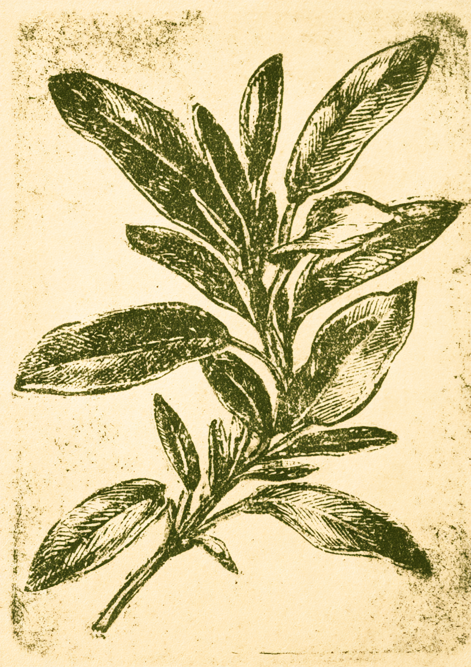Herb Etchings III art print – plakat na ścianę