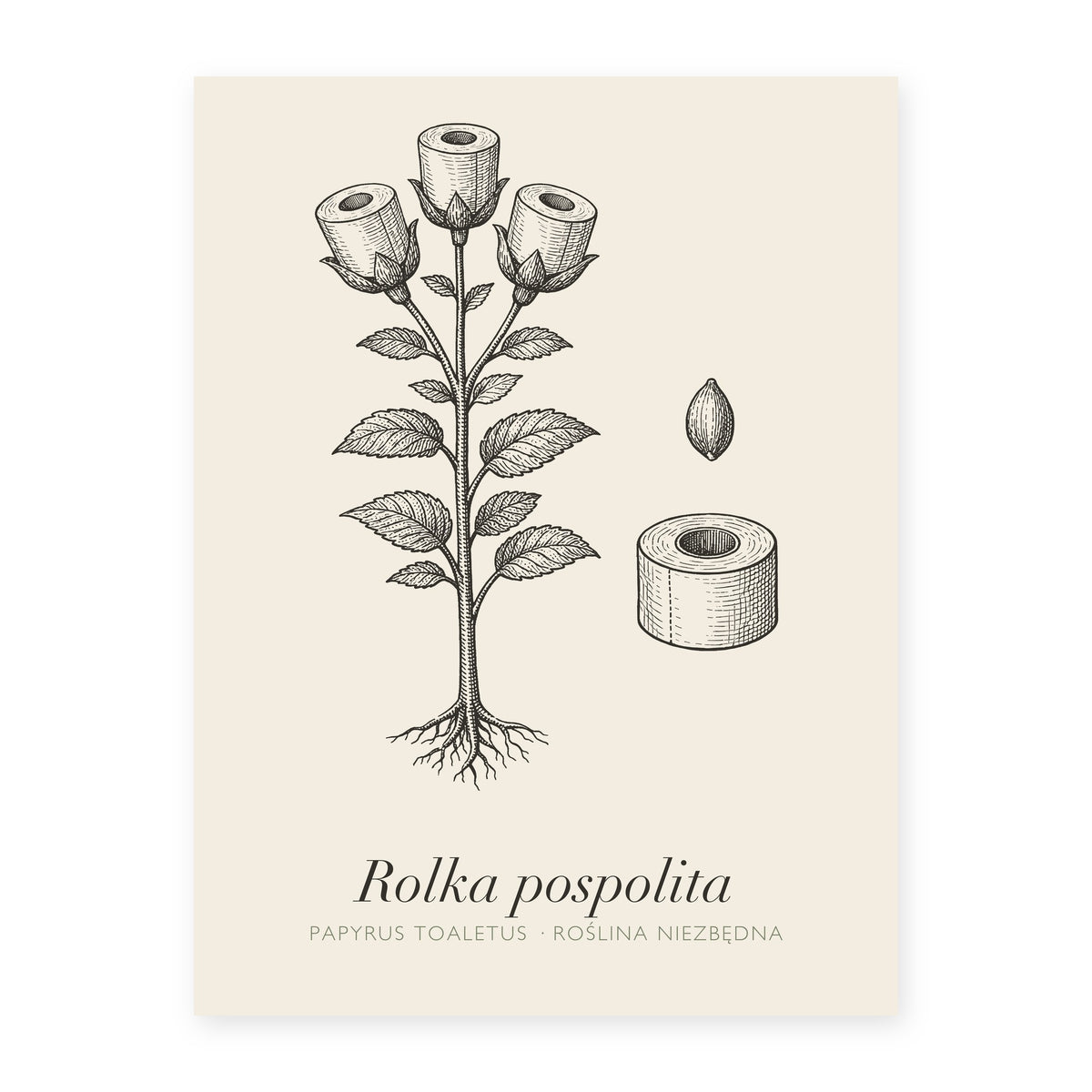 Plakat do łazienki Rolka pospolita, rycina z polskim podpisem