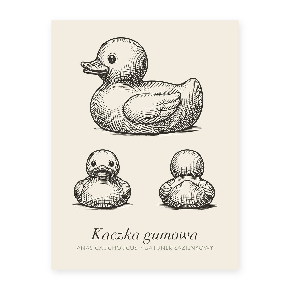 Plakat do łazienki Kaczka gumowa, rycina z polskim podpisem