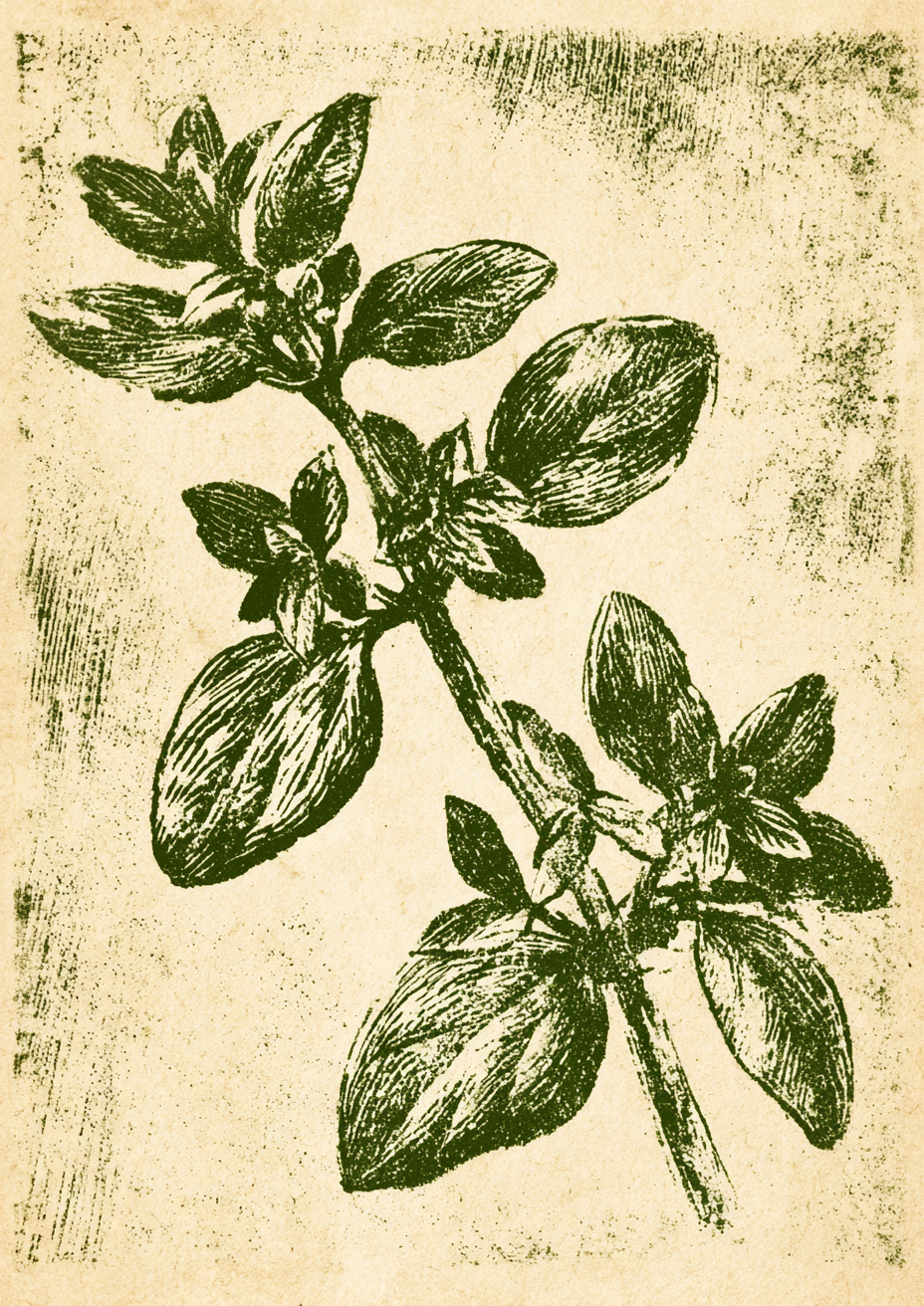 Herb Etchings II art print – plakat na ścianę