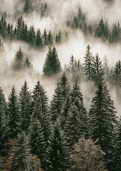 Nordic Forest II art print