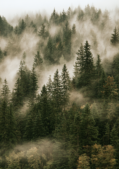Nordic Forest III art print