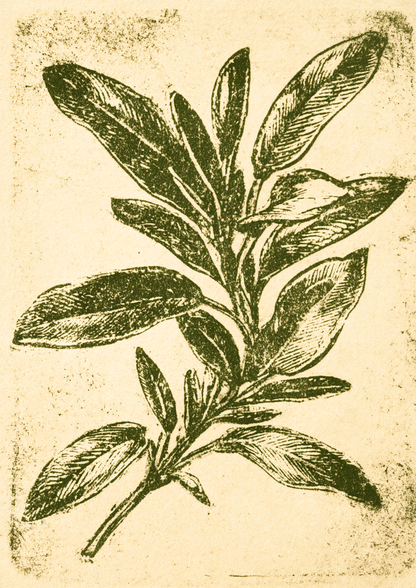 Herb Etchings III art print