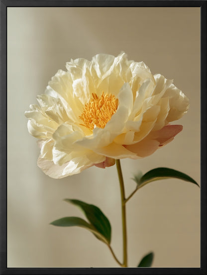 Peonie Wiosna — Zestaw 3 Plakaty