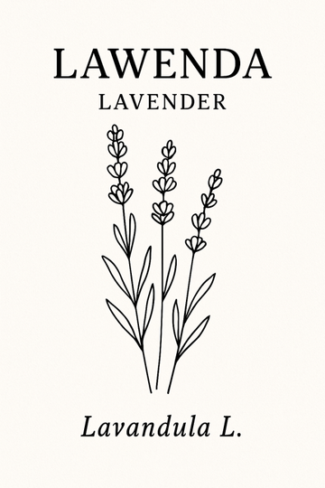 Druk Artystyczny Linii Lawendy - CasaNookDecor – plakat do druku