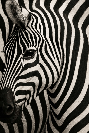 Druk Sztuki z Twarzą Zebry - CasaNookDecor – plakat do druku