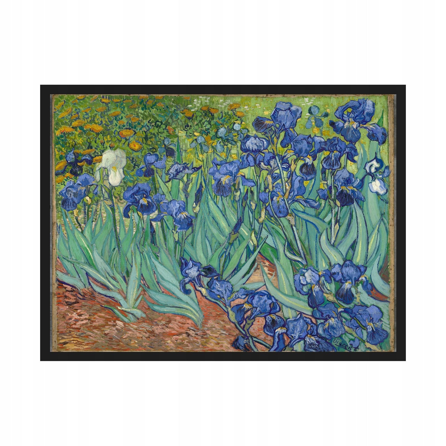 Irysy Vincent Van Gogh — Plakat – plakat do druku