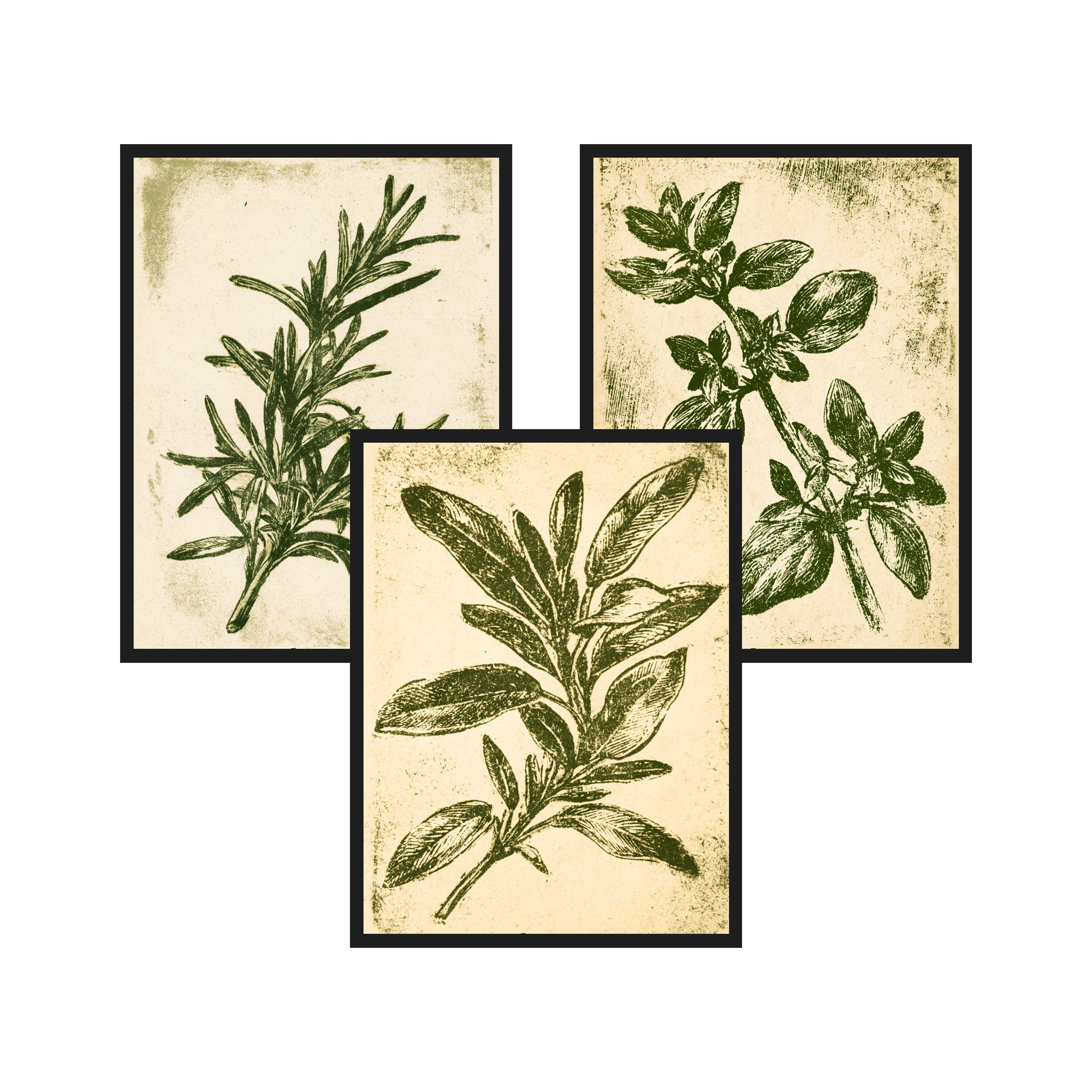 Herb Etchings set of 3 art prints in black frames