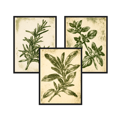 Herb Etchings set of 3 art prints in black frames