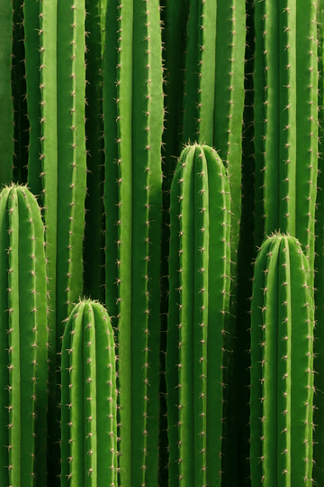 Wysokie Zielone Łodygi Kaktusa - CasaNookDecor